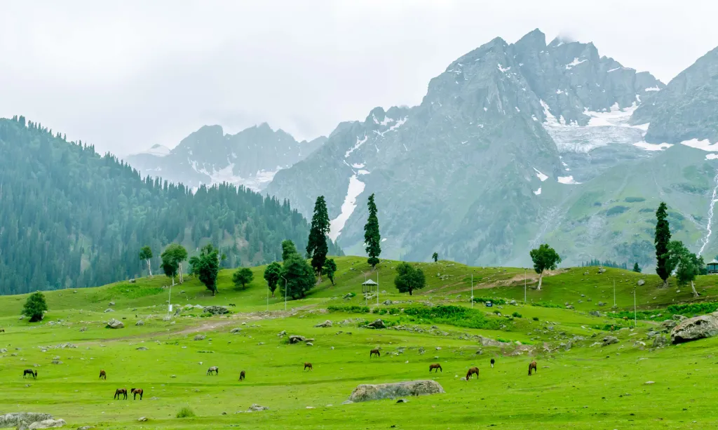 Sonamarg Meadow